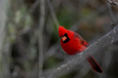 Arizona Cardinal