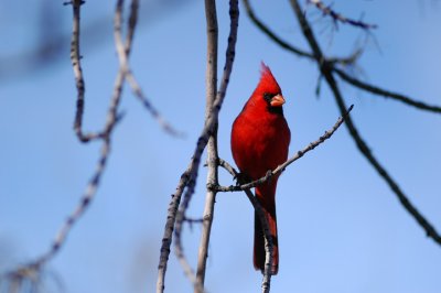 Arizona Cardinal