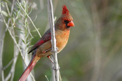 Arizona Cardinal