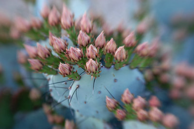 prickly pear buds