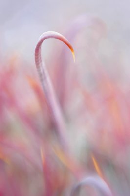  fish hook cactus