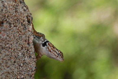 desert botanical garden