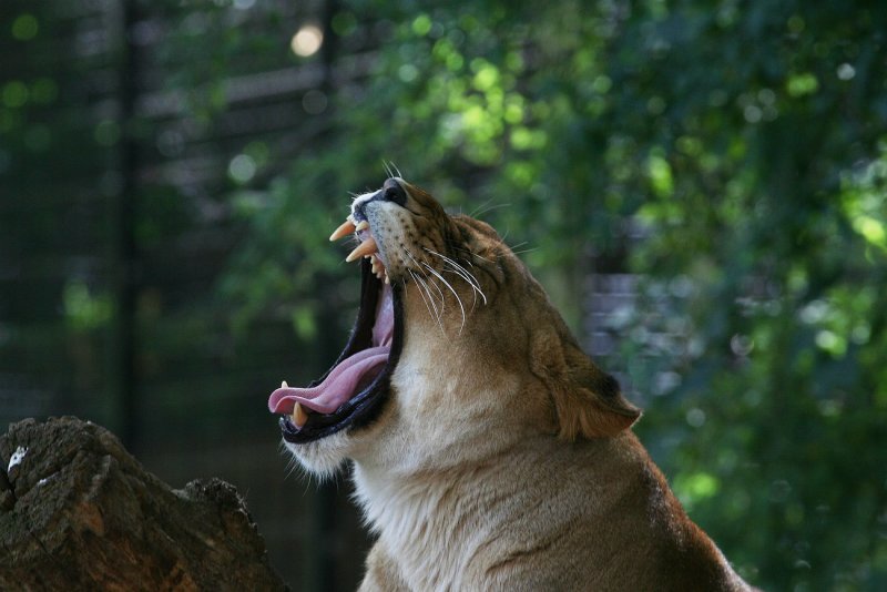 Antwerp zoo