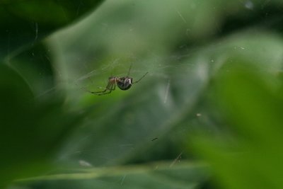 Hobokse polder