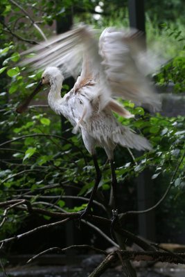 IMG_9842.JPG