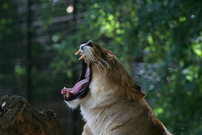 yaaaawn