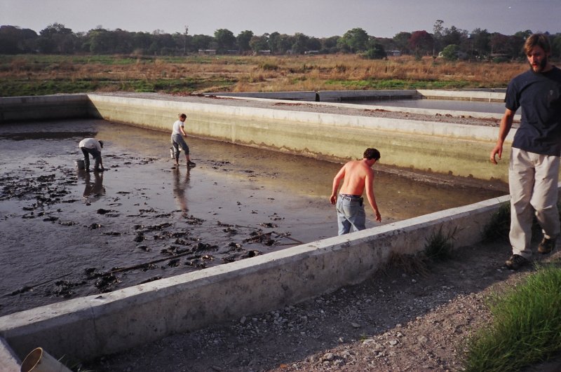Getting fingerlings for the experimental ponds