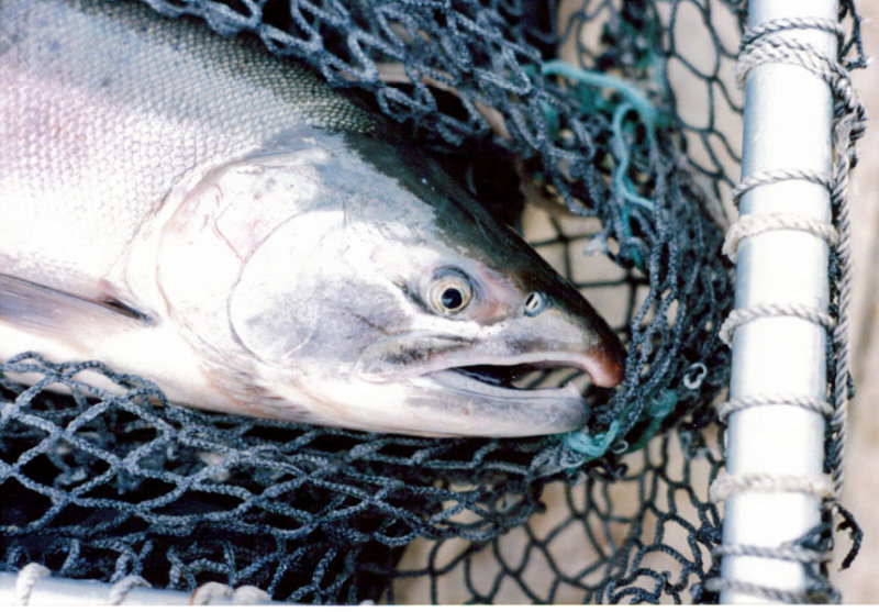 A nice coho sampled at the weir.jpg