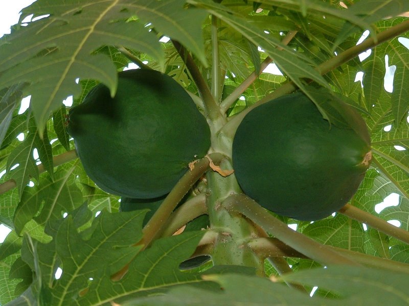 Female fruit