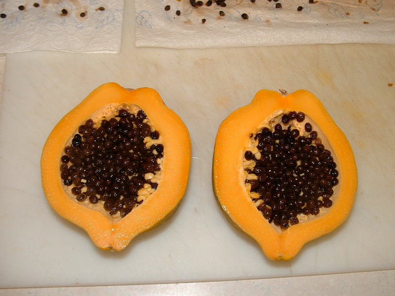 Ripe female fruit