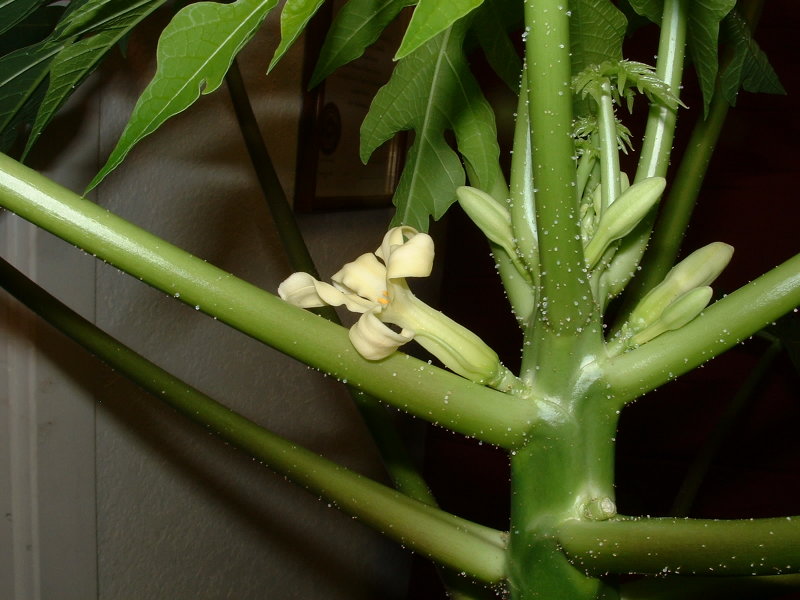 Hermaphrodite flower