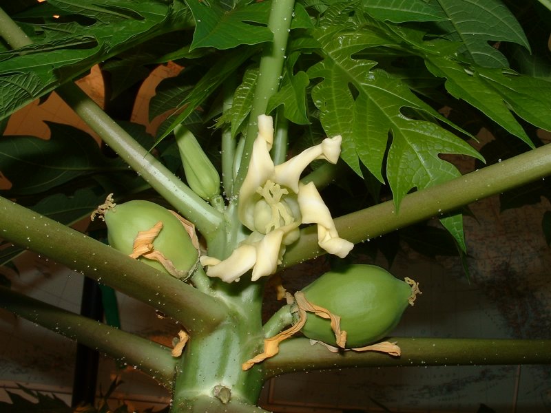 Female flower