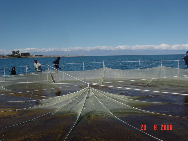 Net pen top needs cleaning.JPG