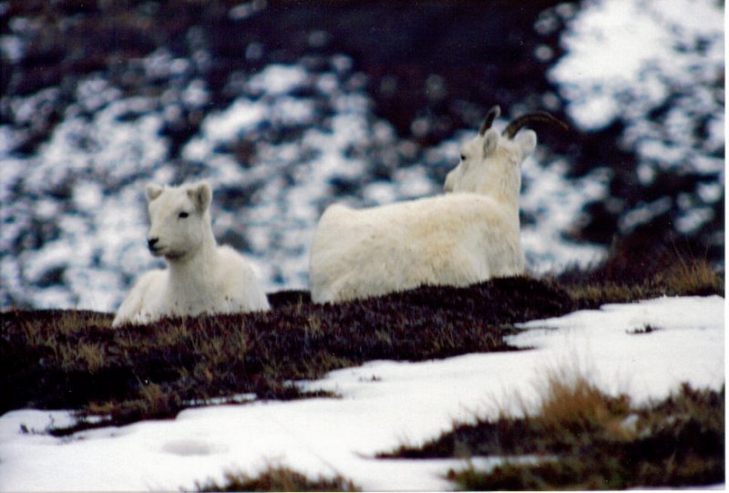 Dall sheep in repose.jpg