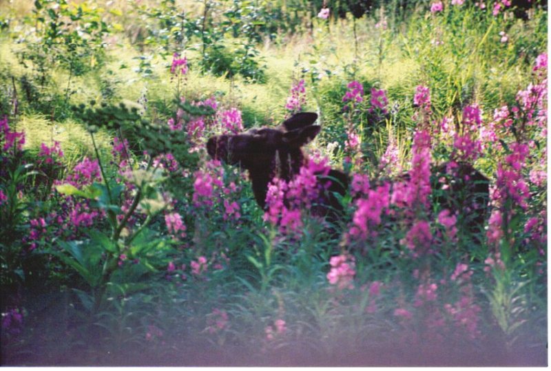 Moose calf in fireweed.jpg