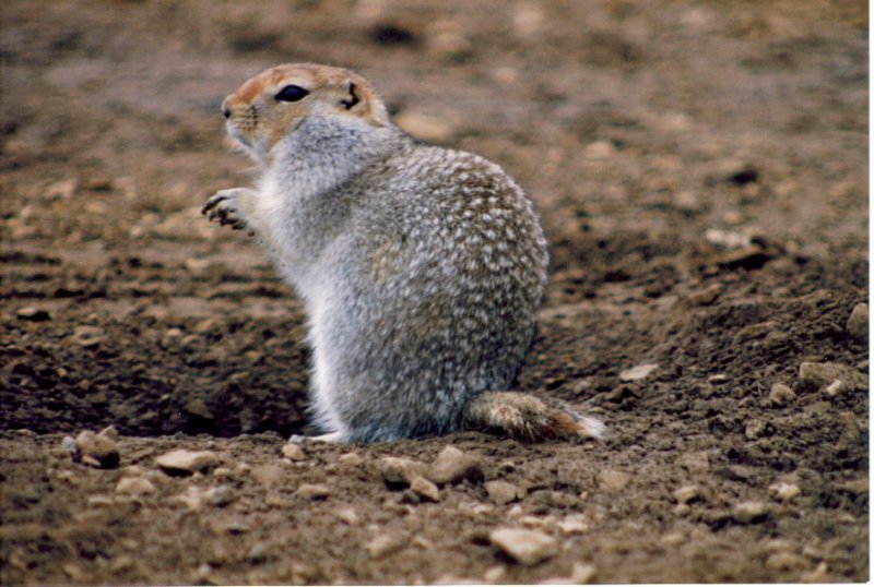 Parka squireel in Denali by the side of the road.jpg