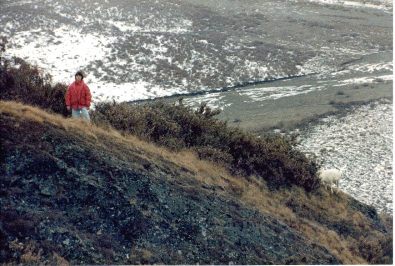 Shannon and Dall sheep at Polychrome pass.jpg