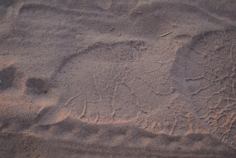 T Elephant print back.JPG