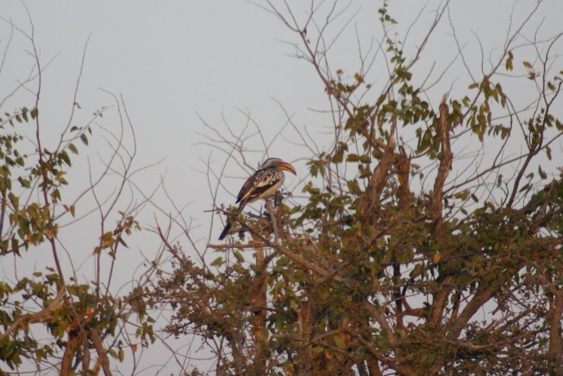 T yellow billed hornbill a.JPG