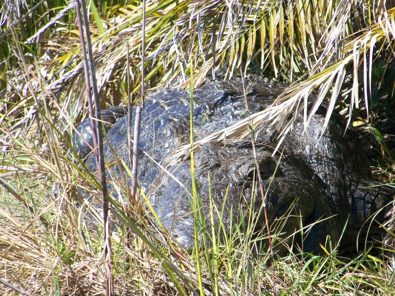Okavango Delta rocky crocky, Botswana, Africa