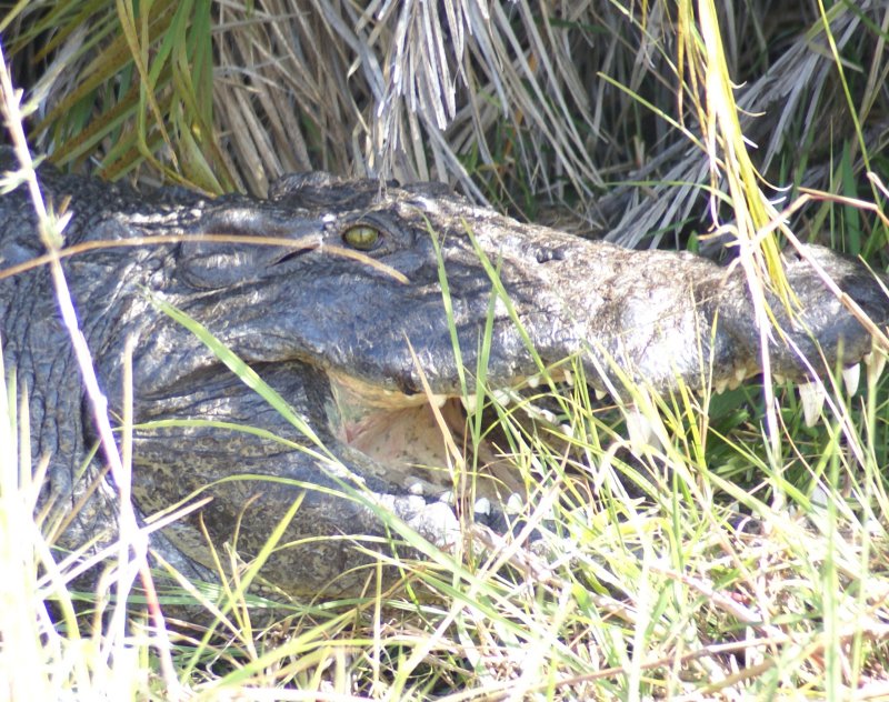 Okavango Delta rocky crocy, Botswana, Africa