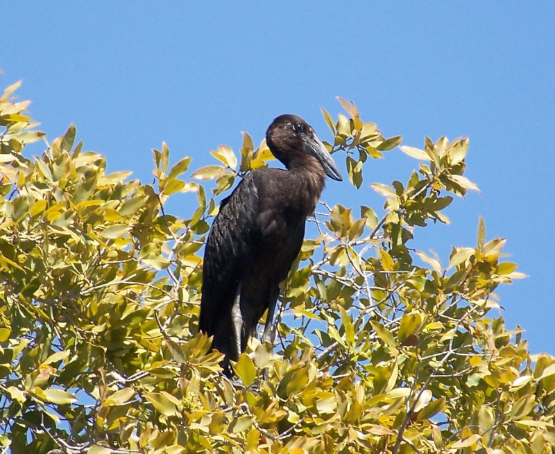 O open-billed stork a.jpg