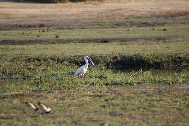 C African spoonbill 2.JPG