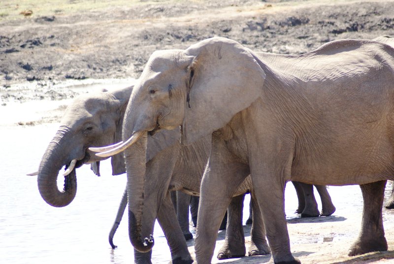 C elephant w musth a.JPG