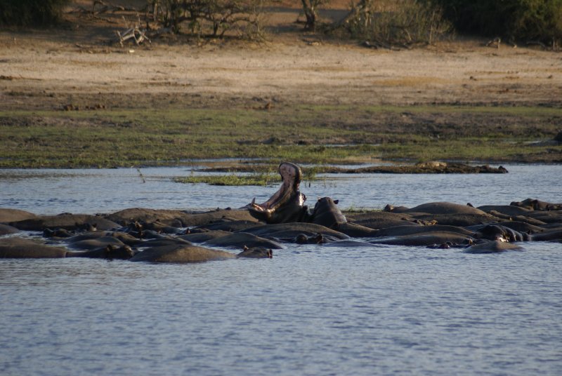 C hippos 3.JPG