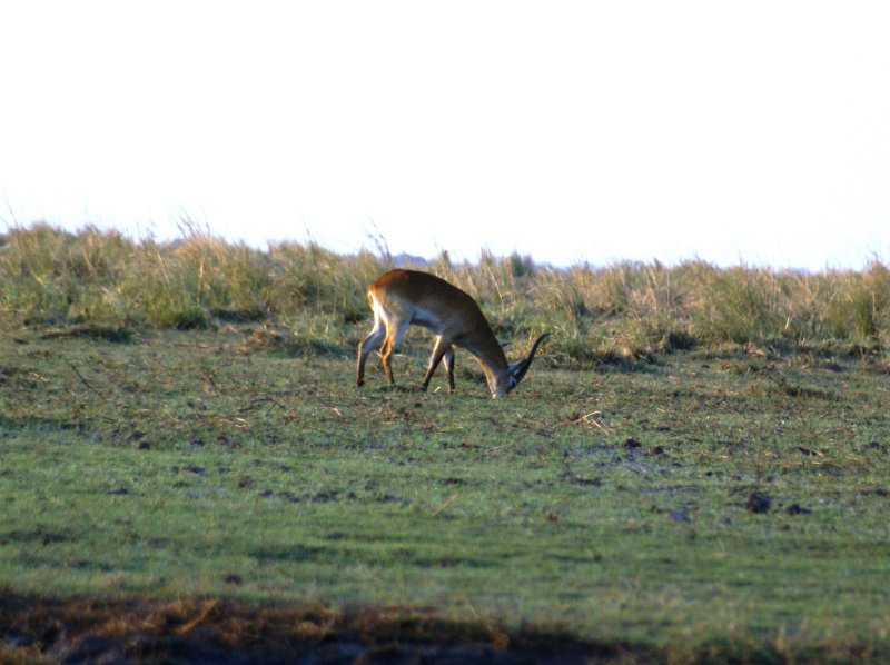 C red lechwe 2 a.JPG