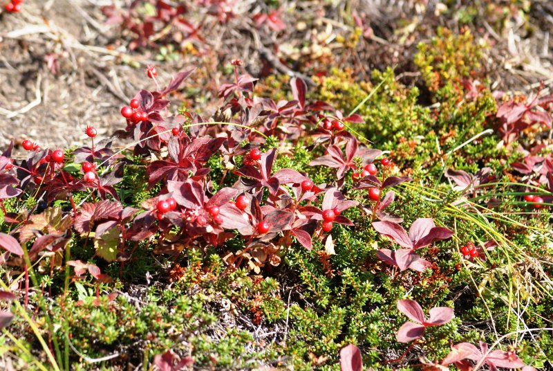 Dogwood (red) and crowberries