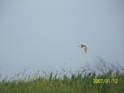 Day World of the Night Heron.jpg