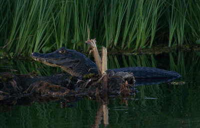 Funny, really funny - caiman, Rio St. Lucia, Argentina