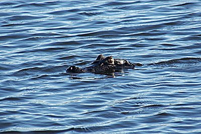 Up periscope - Caiman, Rio St. Lucia, Argentina