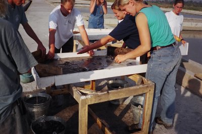 Sorting species and sizes for stocking