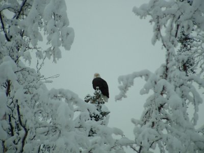 Eagle w snow on trees.JPG