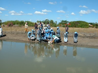 Zimbabwe - Releasing broodstock into the pond