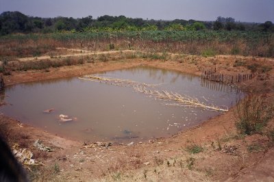 Debris in the pond helps the fish escape predators.JPG