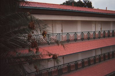 Weaver finch nest at Lusaka Holiday Inn.JPG