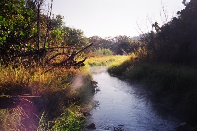 Tranquil setting followed by crocodiles just out of sight.JPG