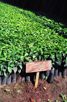 coffee seedlings at Ngoli APC.JPG