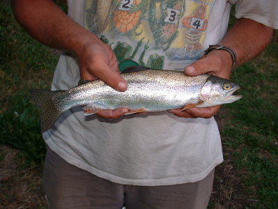 Nice RBT