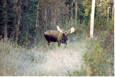 Backyard moose.jpg