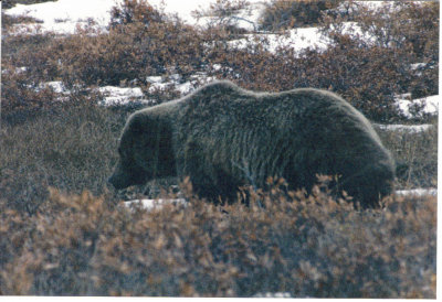 Grizzly up close in Denali.jpg