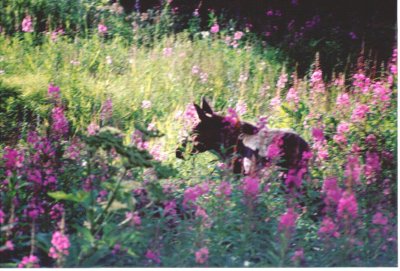 Moose calf in fireweed 2.jpg