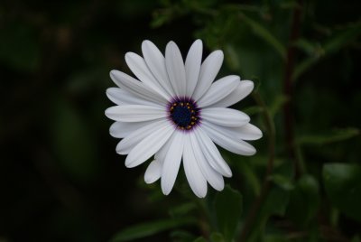 Boulder Bay flower.JPG