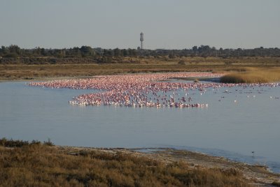 Kimberley flamingoes.JPG