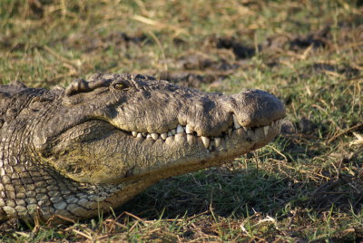 Chobe croc head, Botswana, Africa