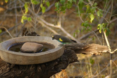 T Meyer's parrot.JPG