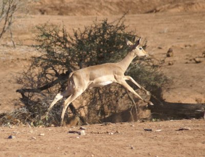 T airborne impala a.JPG